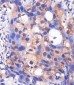 MAPK3/1 Antibody (Center)